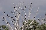 Kormoran czarny Phalacrocorax carbo) kolonia