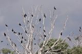 Kormoran czarny Phalacrocorax carbo) kolonia