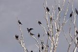 Kormoran czarny Phalacrocorax carbo) kolonia