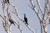 Kormoran czarny Phalacrocorax carbo) kolonia