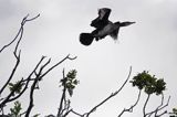 Kormoran czarny Phalacrocorax carbo) kolonia