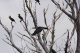 Kormoran czarny Phalacrocorax carbo) kolonia