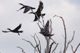 Kormoran czarny Phalacrocorax carbo) kolonia