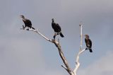 Kormoran czarny Phalacrocorax carbo) kolonia