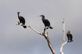 Kormoran czarny Phalacrocorax carbo) kolonia