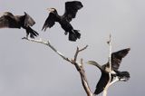 Kormoran czarny Phalacrocorax carbo) kolonia