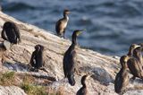 kormorany na klifach koło Hammerhavn, wyspa Bornholm, Dania, Kormoran czarny Phalacrocorax carbo)