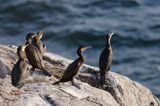 kormorany na klifach koło Hammerhavn, wyspa Bornholm, Dania, Kormoran czarny Phalacrocorax carbo)