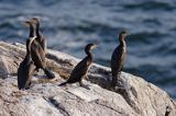 kormorany na klifach koło Hammerhavn, wyspa Bornholm, Dania, Kormoran czarny Phalacrocorax carbo)