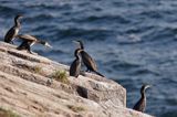 kormorany na klifach koło Hammerhavn, wyspa Bornholm, Dania, Kormoran czarny Phalacrocorax carbo)