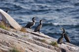 kormorany na klifach koło Hammerhavn, wyspa Bornholm, Dania, Kormoran czarny Phalacrocorax carbo)