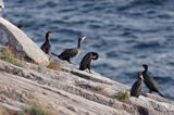 kormorany na klifach koło Hammerhavn, wyspa Bornholm, Dania, Kormoran czarny Phalacrocorax carbo)