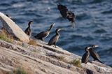 kormorany na klifach koło Hammerhavn, wyspa Bornholm, Dania, Kormoran czarny Phalacrocorax carbo)