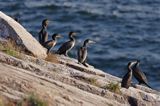 kormorany na klifach koło Hammerhavn, wyspa Bornholm, Dania, Kormoran czarny Phalacrocorax carbo)