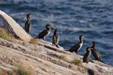 kormorany na klifach koło Hammerhavn, wyspa Bornholm, Dania, Kormoran czarny Phalacrocorax carbo)