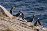 kormorany na klifach koło Hammerhavn, wyspa Bornholm, Dania, Kormoran czarny Phalacrocorax carbo)