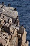 kormorany na klifach koło Hammerhavn, wyspa Bornholm, Dania, Kormoran czarny Phalacrocorax carbo)