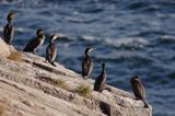 kormorany na klifach koło Hammerhavn, wyspa Bornholm, Dania, Kormoran czarny Phalacrocorax carbo)