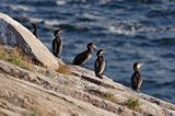 kormorany na klifach koło Hammerhavn, wyspa Bornholm, Dania, Kormoran czarny Phalacrocorax carbo)