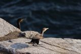 kormorany na klifach koło Hammerhavn, wyspa Bornholm, Dania, Kormoran czarny Phalacrocorax carbo)