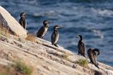 kormorany na klifach koło Hammerhavn, wyspa Bornholm, Dania, Kormoran czarny Phalacrocorax carbo)