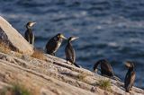 kormorany na klifach koło Hammerhavn, wyspa Bornholm, Dania, Kormoran czarny Phalacrocorax carbo)