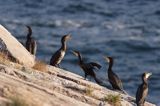 kormorany na klifach koło Hammerhavn, wyspa Bornholm, Dania, Kormoran czarny Phalacrocorax carbo)