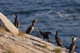 kormorany na klifach koło Hammerhavn, wyspa Bornholm, Dania, Kormoran czarny Phalacrocorax carbo)