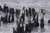 Kormoran czarny Phalacrocorax carbo) na falochronie