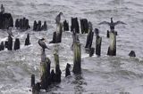 Kormoran czarny Phalacrocorax carbo) na falochronie