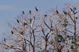 Kormoran czarny Phalacrocorax carbo) kolonia