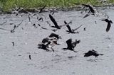 Kormorany czarne, Phalacrocorax carbo polujące na Nogacie