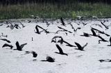 Kormorany czarne, Phalacrocorax carbo polujące na Nogacie