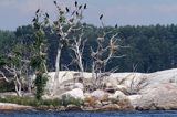 kormorany w szwedzkich szkierach koło Nykoping, Phalacrocorax carbo, Szwecja