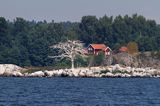 kormorany w szwedzkich szkierach koło Nykoping, Phalacrocorax carbo, Szwecja