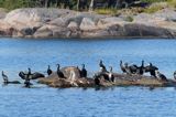 kormorany w szwedzkich szkierach, Phalacrocorax carbo, Szwecja