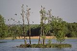 Kormoran Phalacrocorax carbo) wyspa na jez. Somińskim, Kaszuby