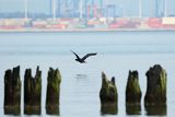 Kormoran czarny, Phalacrocorax carbo