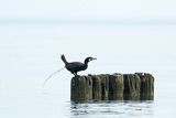 Kormoran czarny, Phalacrocorax carbo