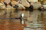 Kormoran czarny, Phalacrocorax carbo, ze zdobyczą, flądrą