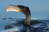 Kormoran czarny, Phalacrocorax carbo, ze zdobyczą, flądrą