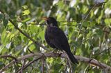 kos Turdus merula) śpiewający samiec