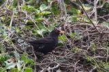 kos, samiec, Turdus merula