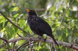 kos Turdus merula) śpiewający samiec