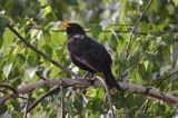 kos Turdus merula) śpiewający samiec