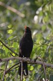 kos Turdus merula) śpiewający samiec