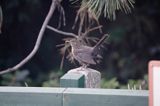 kos, Turdus merula