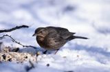 kos samica turdus merula