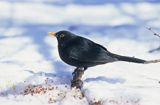 kos, samiec, Turdus merula