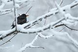 Kos, Turdus merula, samiec